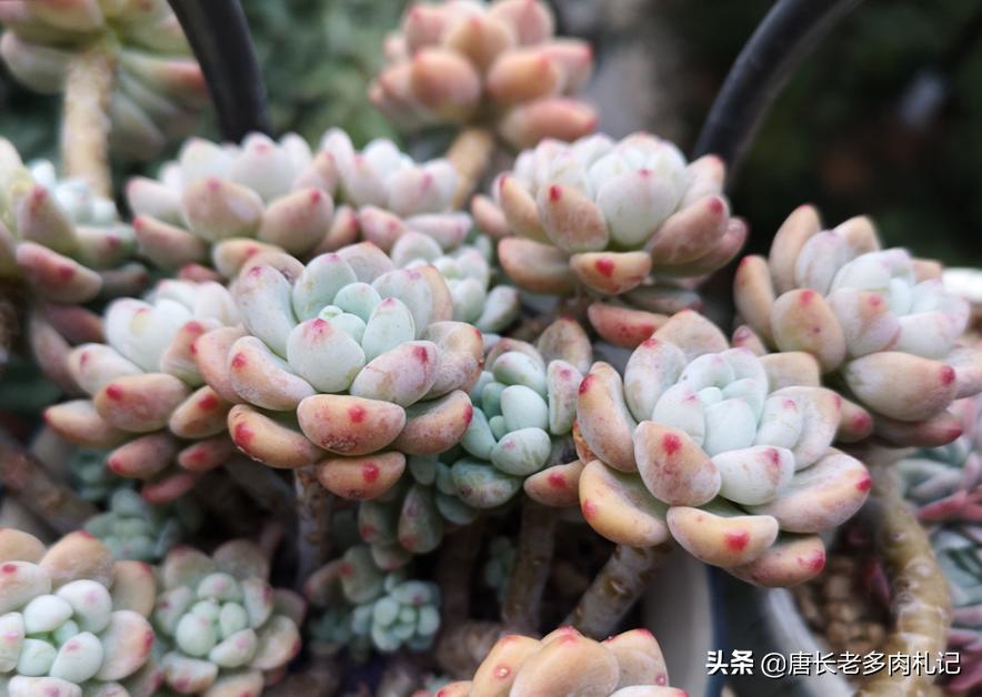 多肉劳尔发霉,劳尔多肉叶片