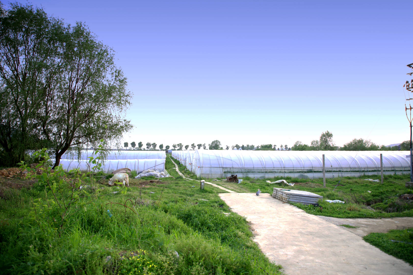 莫干山德清采摘,莫干山白杨梅采摘