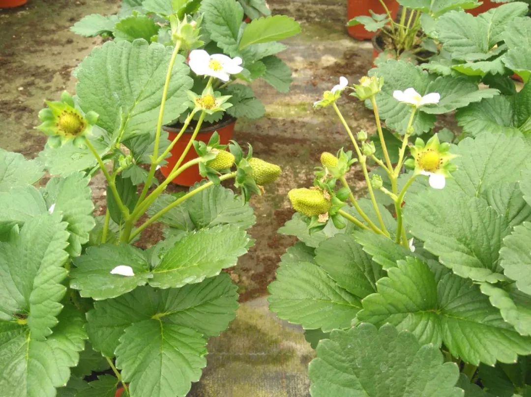红花草莓托斯卡纳,红花草莓和白花草莓哪个好