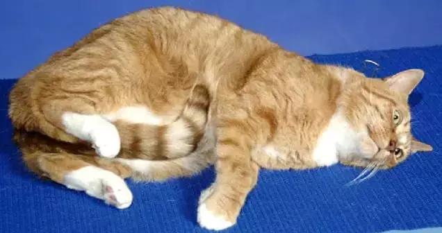 怎样催眠小猫咪,如何催眠一只小猫咪