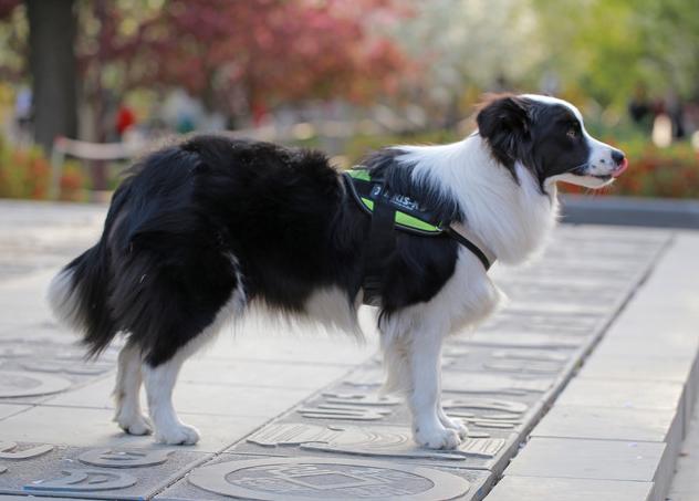 第一次养狗为什么不养大型犬,第一次养狗为什么不建议养边牧