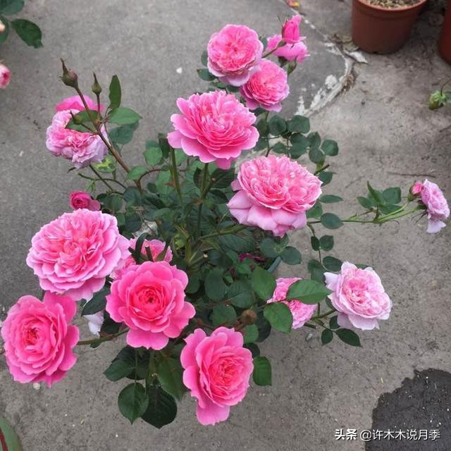 四季开花勤花月季,最好养最勤花的月季