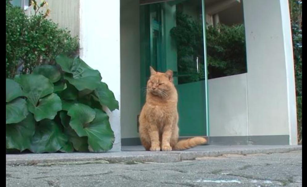 老爷爷去世猫咪也去世,老人去世后猫咪含泪随主人而去