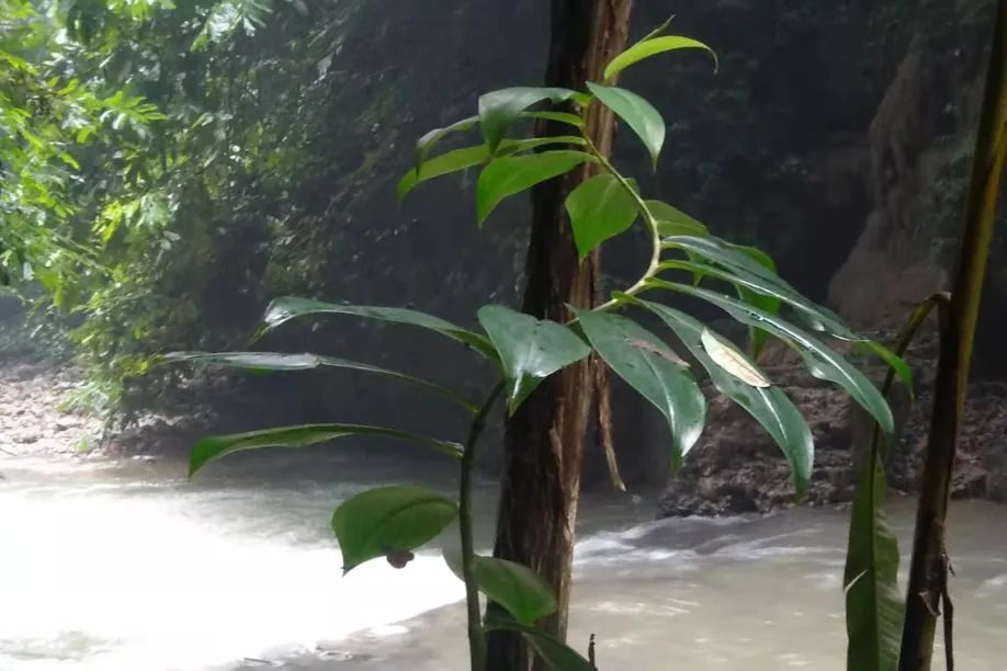 躲进这道地球上“美丽的伤痕”里，感受盛夏直降10℃的清凉