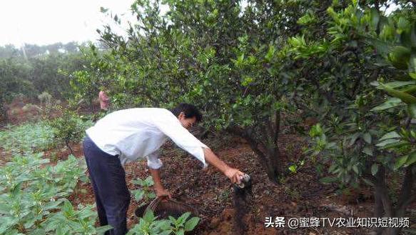 脐橙采完果要怎么管理明年产量高,脐橙冬季修剪后如何管理