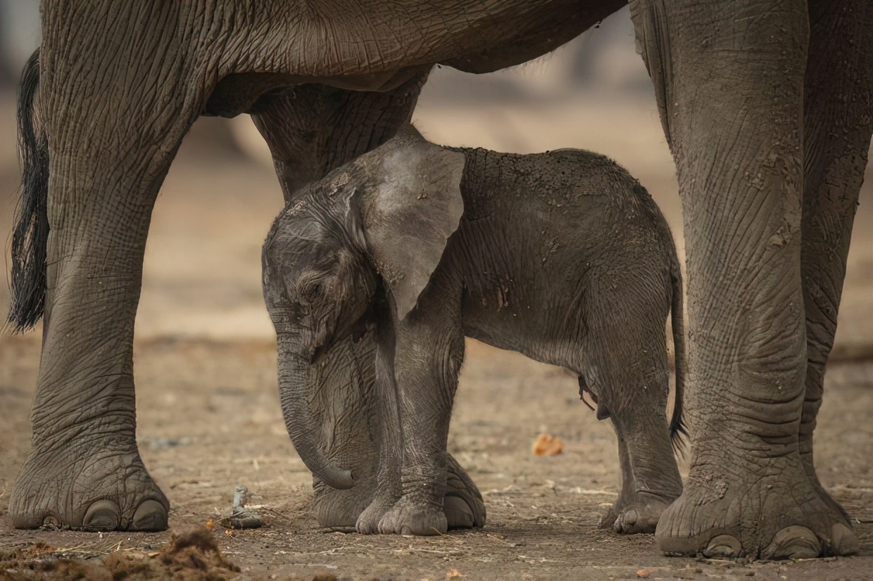 考古学家发现10万年前人类粪便,研究者首次发现人类粪便