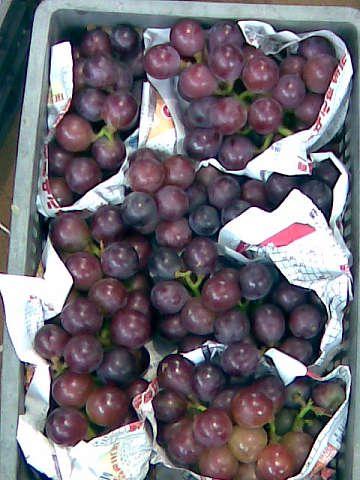 葡萄将熟之际，这些准备你要知道！做好了才能挣钱