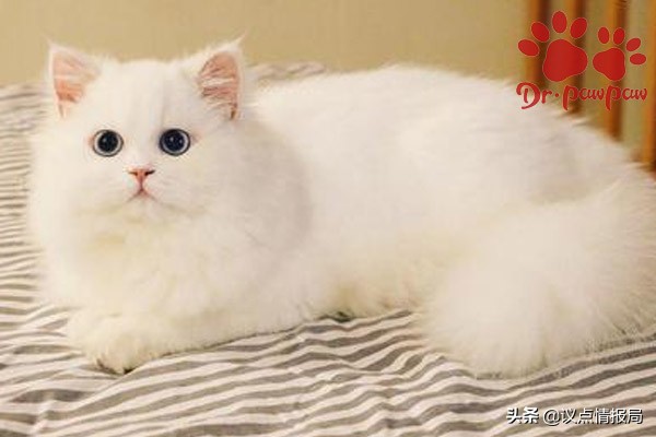 猫咪爪爪博士体内驱虫,快速看出猫咪怀孕有什么症状表现