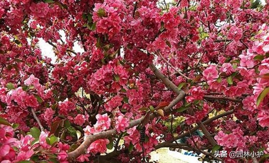 海棠花叫断肠花的故事,海棠花又名断肠花有毒吗