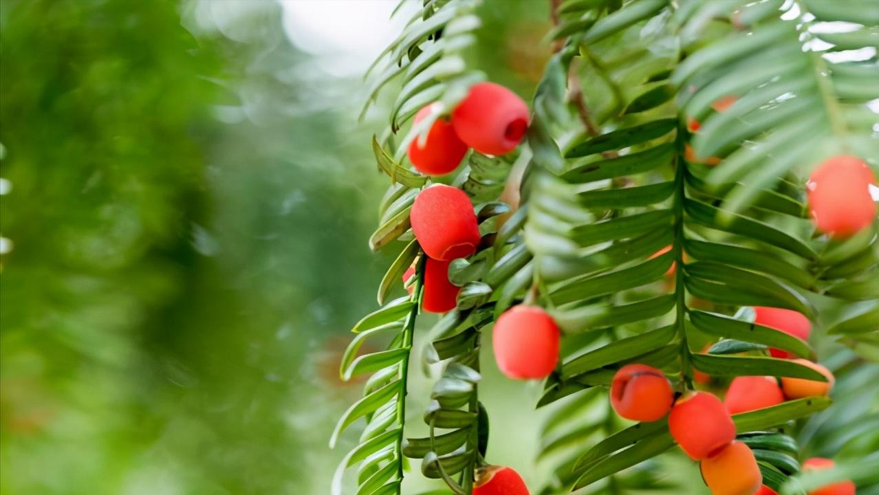 红豆杉叶片耷拉没精神,红豆杉的嫩芽耷拉怎么回事