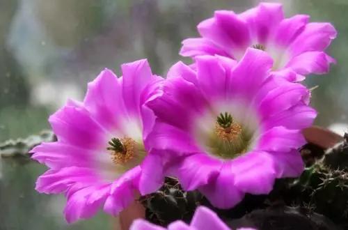 “常年丑貌君不问，一日花红万户惊”——仙人掌的产地及精品赏析