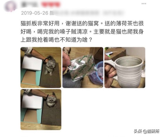 猫咪弓形虫对猫的危害,猫奴弓形虫