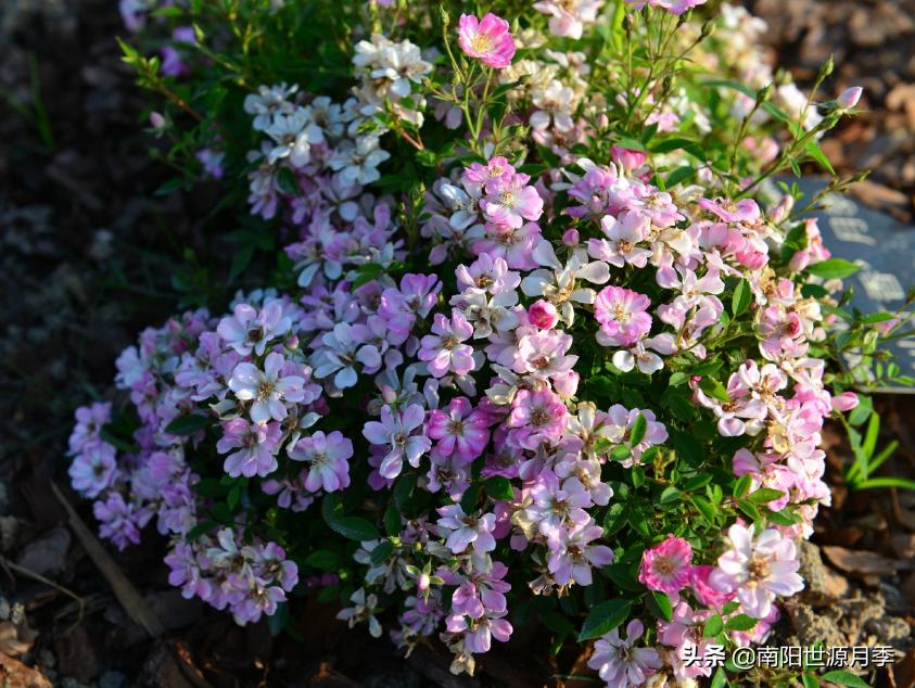 超级微型月季株型紧凑,最漂亮10种微型月季图片