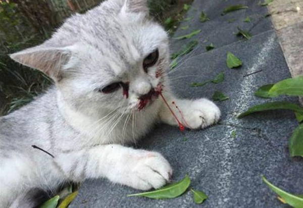 猫咪从多高距离摔下来会骨折,猫咪高处摔下后受内伤有什么表现