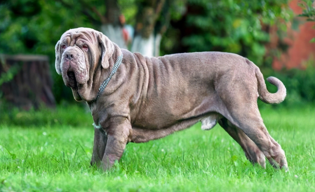 禁养犬名单公布你家狗在其中吗,土狗为什么列为禁养犬