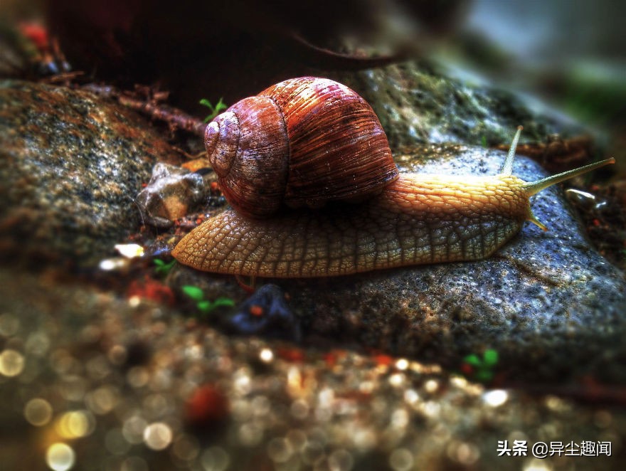 最漂亮的蜗牛图片,100幅蜗牛图片