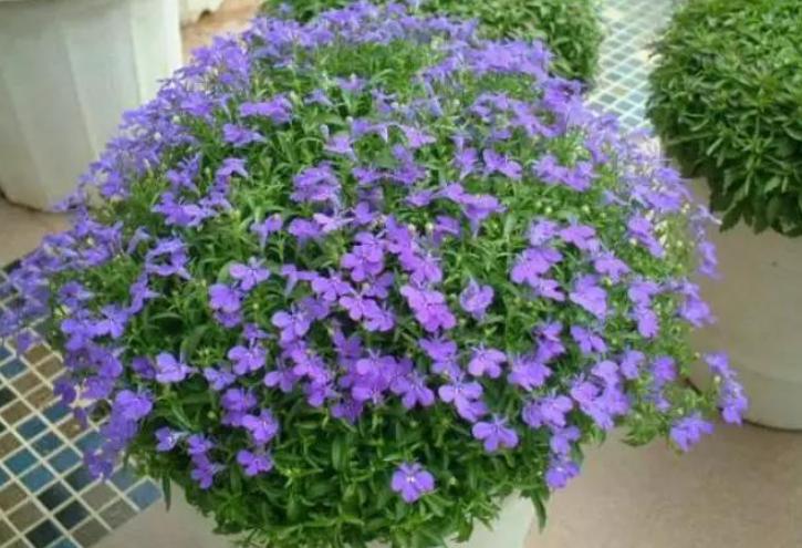 除了塑料花,还有这4种花,能够全年开花不断,只要条件达到即可