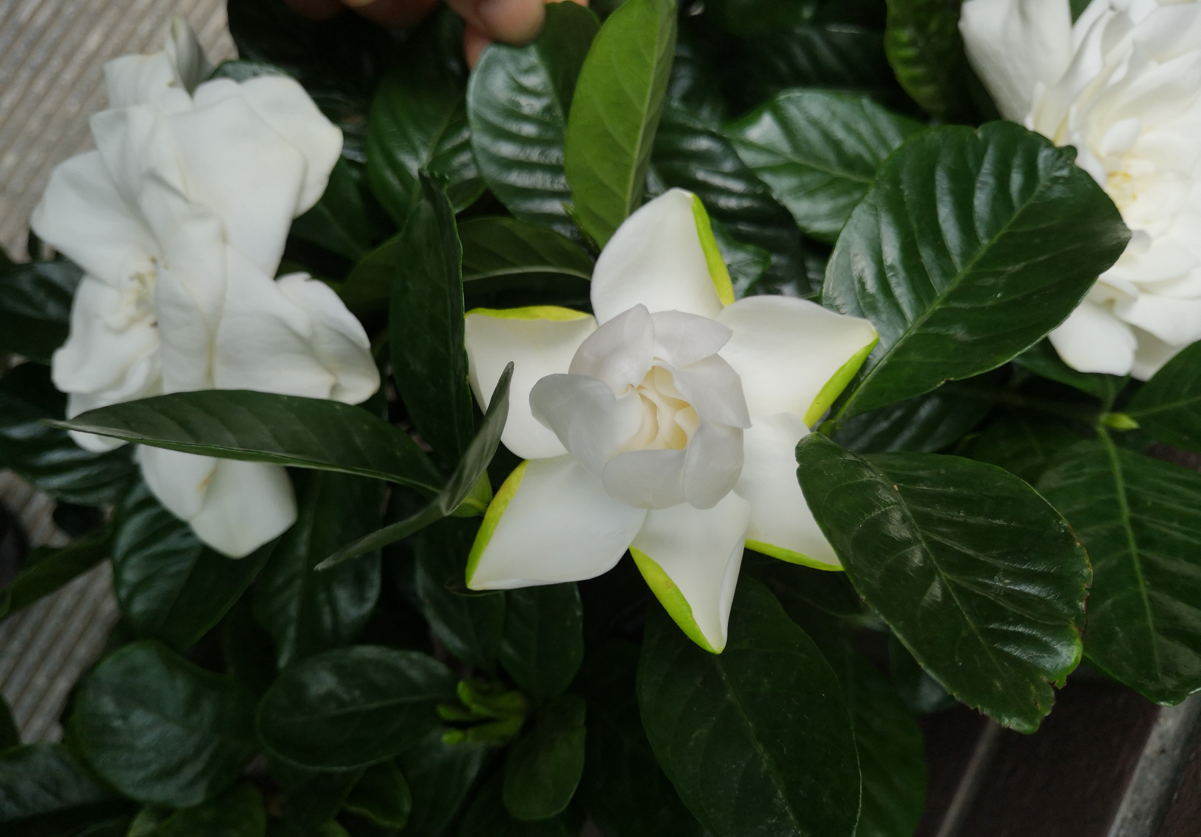 栀子花怎么养花骨朵才多,栀子花要怎么养才能把它养好