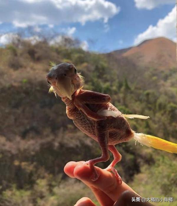 鹦鹉有病怎么救活,鹦鹉常见的致命疾病