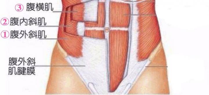 腹股沟中间那块肉是什么情况,腹股沟处在哪