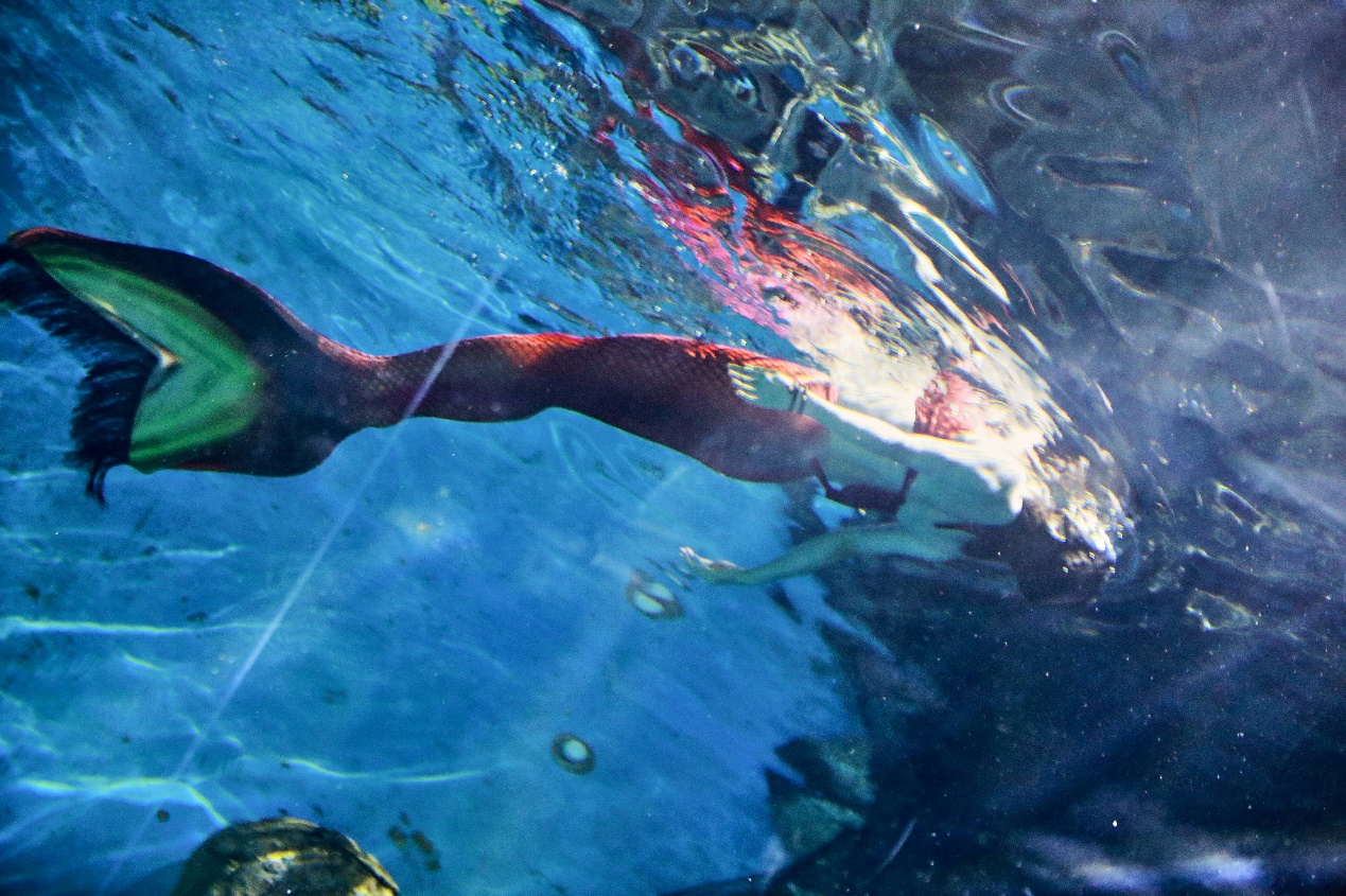 妖精的口袋跨界南京海底世界，又创行业新玩法