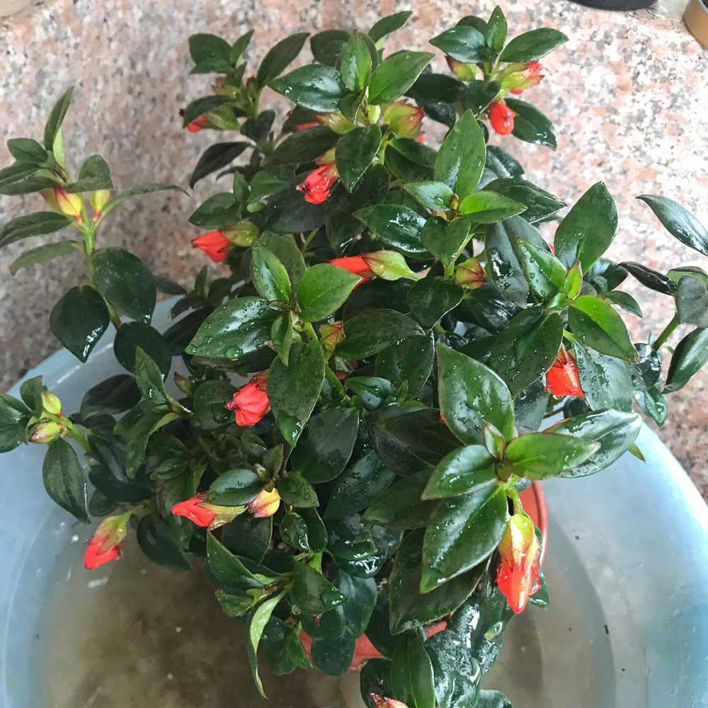 金鱼吊兰经过砍头处理后期怎么养,金鱼吊兰水养怎么长得快