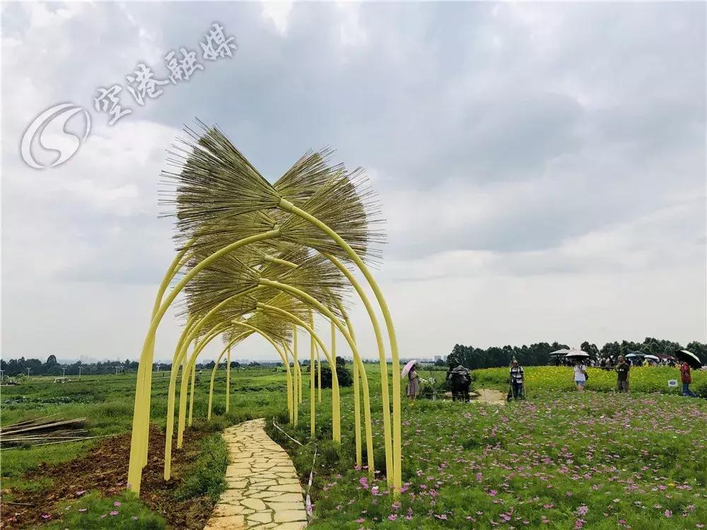 双流空港花田最新进展,双流空港花田开放了吗最新回复