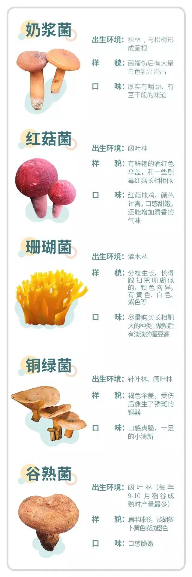 无毒野生菌图鉴大全,见手青野生菌可以吃的种类