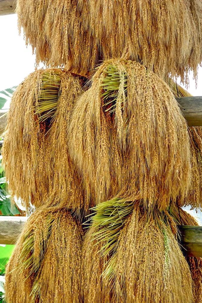 米和辣椒的做法,贵州辣椒炒米