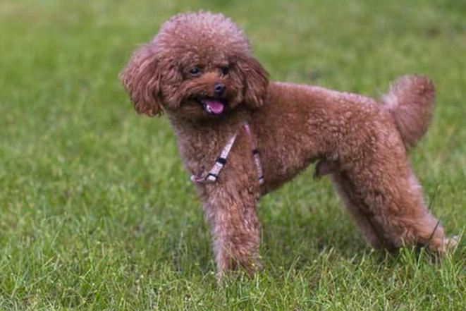 新手养泰迪是养公的还是母的好,养泰迪到底是养公的好还是母的好