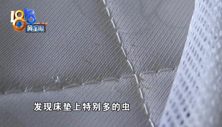 床上出现褐色小虫子书虱,背上长满小疙瘩是螨虫的房子吗