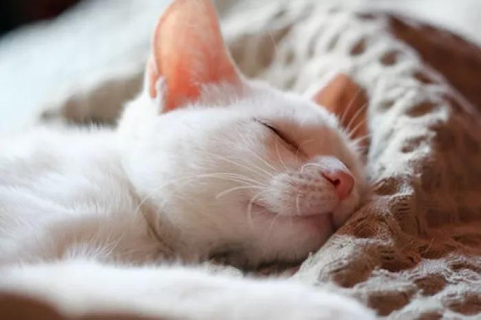 心脏不好可以吃降压药吗,心脏不好可以吃镇静剂吗