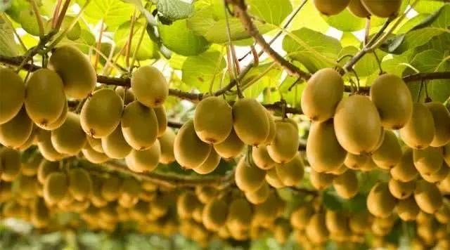 在新西兰买到假货,新西兰假货有哪些