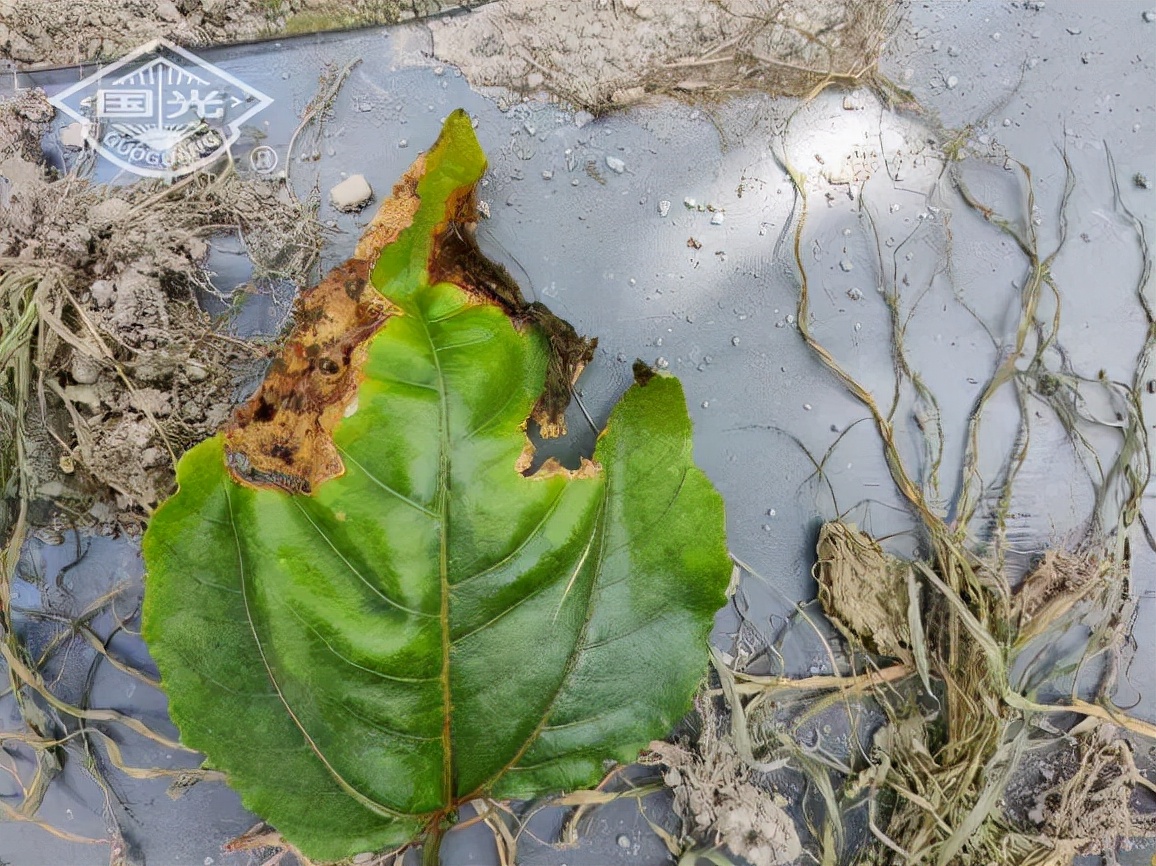 黄金百香果田间管理,黄金百香果苗期溃疡病