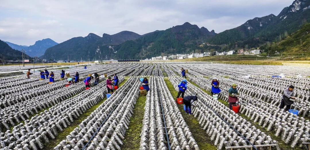 贵州商务厅杨健,贵州商务厅人事名单杨健