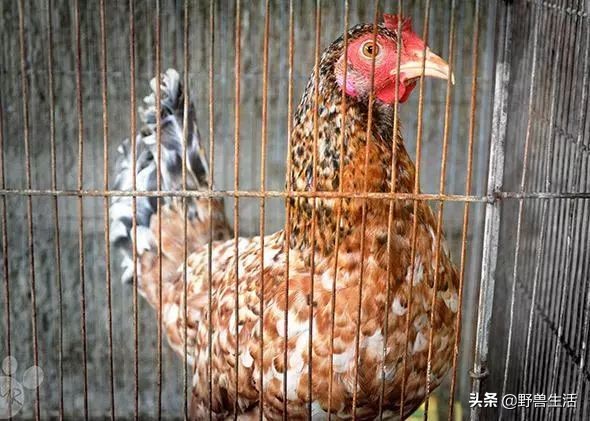 需要每天都补足维生素c吗,这个季节每天大量补充维生素c