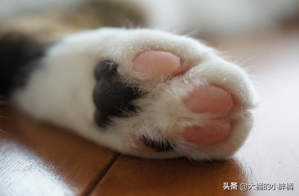 猫咪最可爱被摸的六个部位,猫咪最可爱的部位是什么