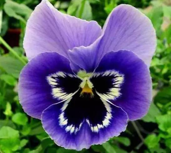 三色堇鬼脸花,三色堇为什么叫鬼脸花