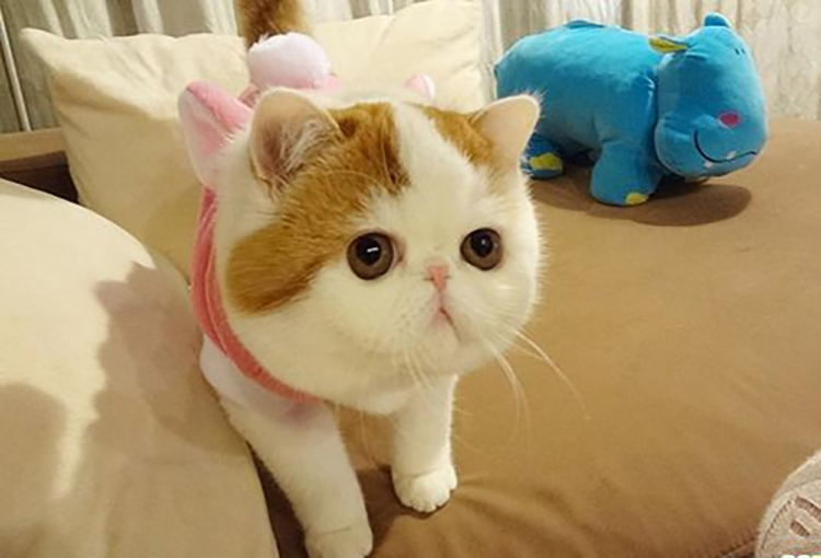 加菲猫如何才能养好它,加菲猫养猫指南