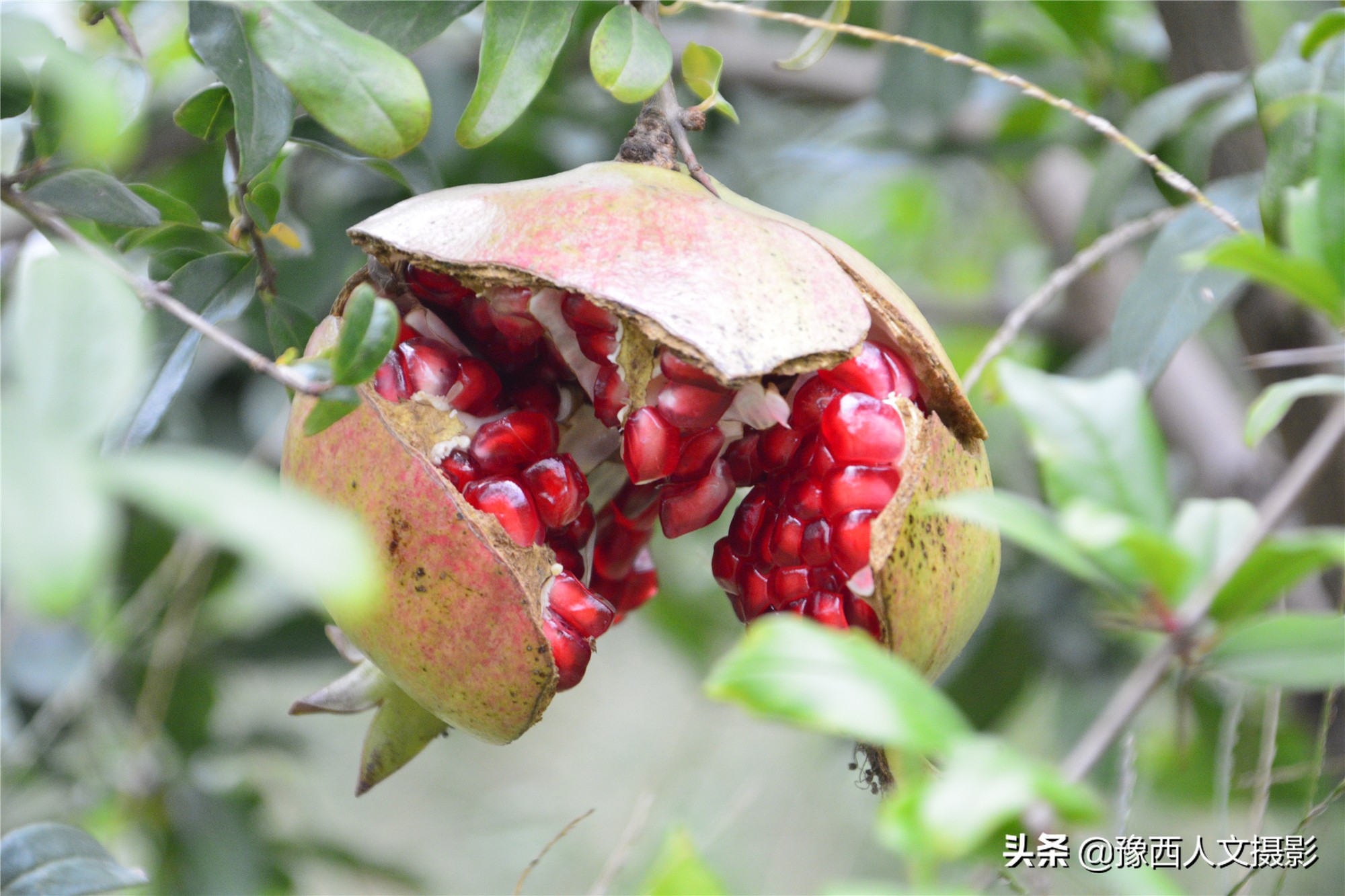 河南小伙京漂6年,回家大数据管理石榴园,决心对标“褚橙”
