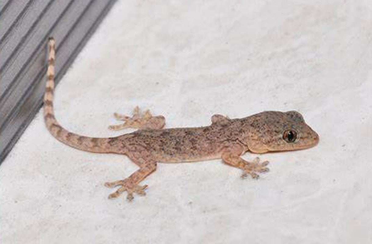 人畜无害的壁虎为什么会列入五毒,五毒之一壁虎为什么有毒