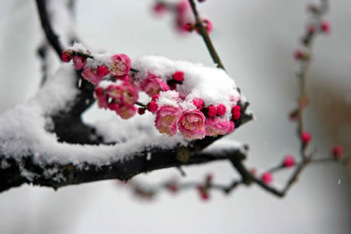 诗经国风郑风扶苏,诗经郑风有女