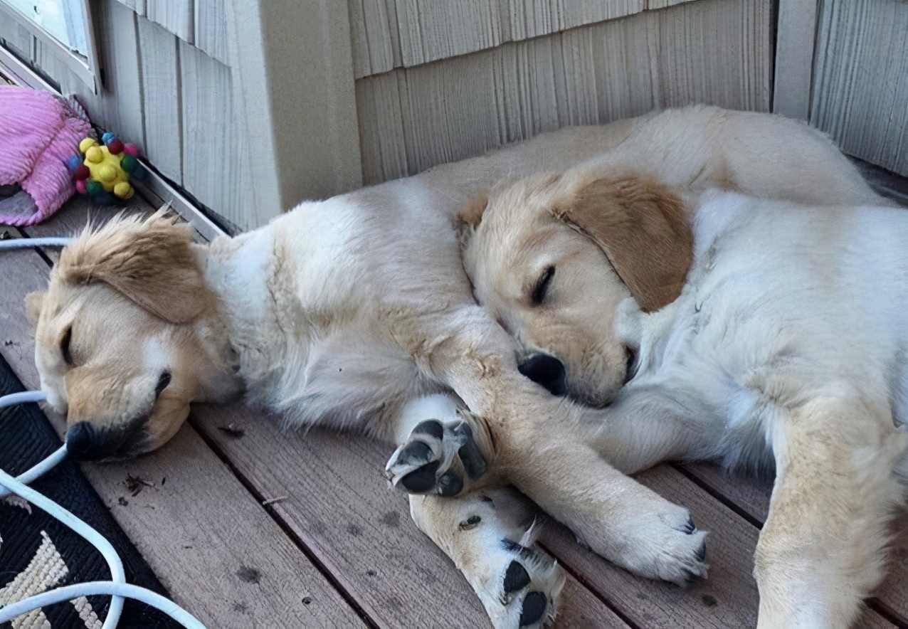 养狗老死什么预兆,家里养狗老死有什么说法