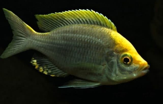 闈炴床鎱堥卜浠嬬粛,闈炴床鎱堥卜