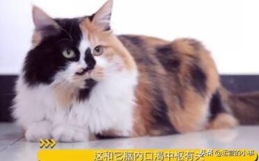 萌宠应该选什么标签,萌宠可以从哪个方面介绍