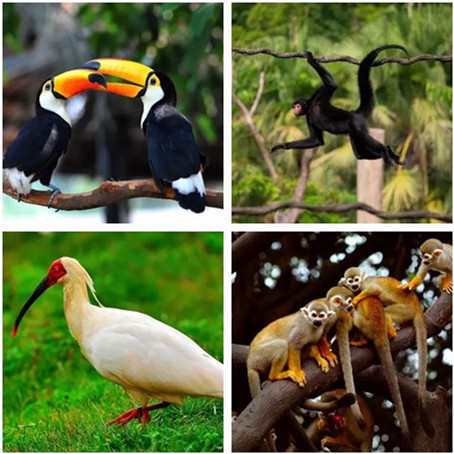 广州长隆野生动物世界游览图,广东广州长隆野生动物世界