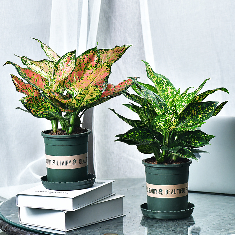 100种绿植大全,50种盆栽绿植花卉大全