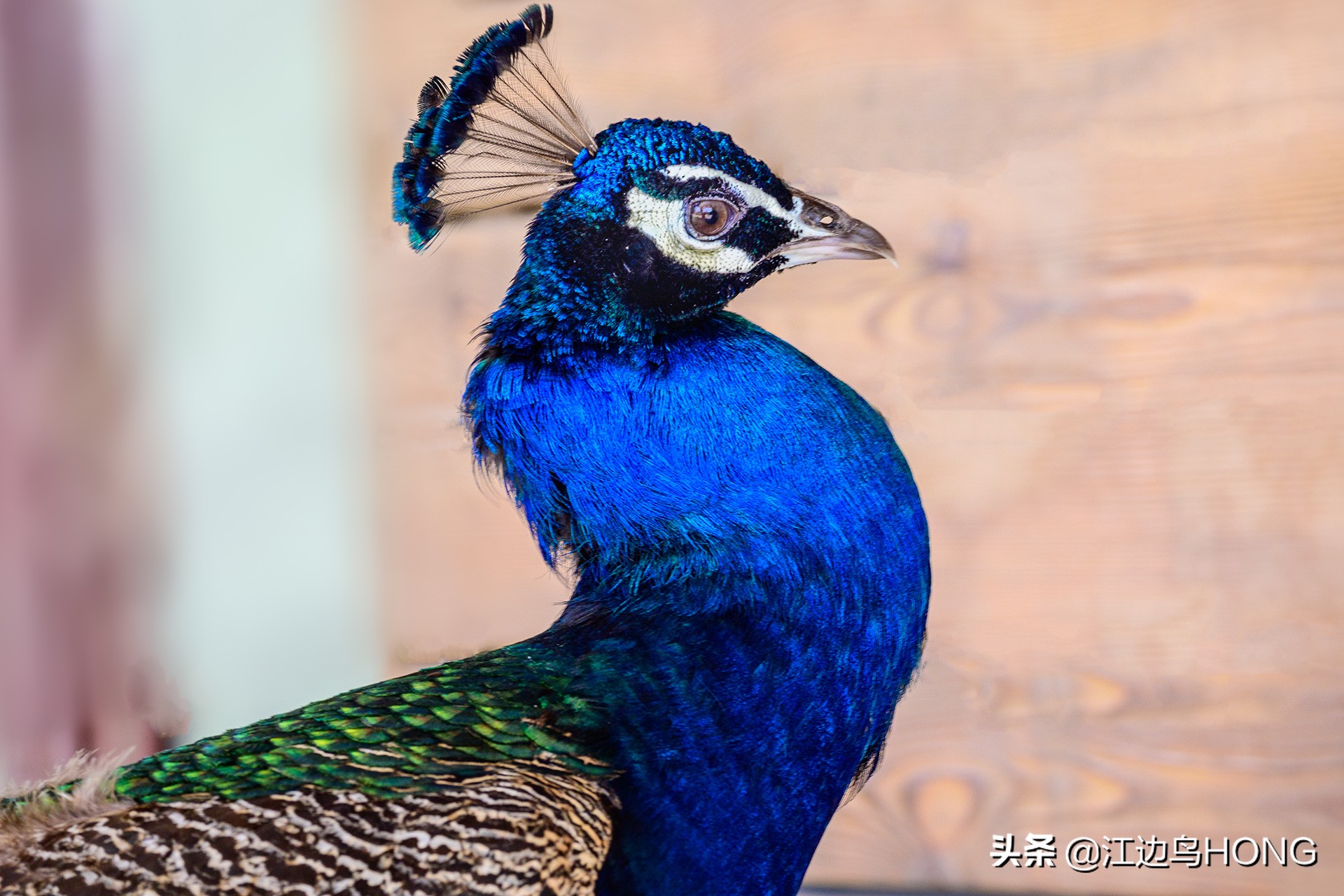 尼康z50双头套机价格,尼康z套机最低价7849