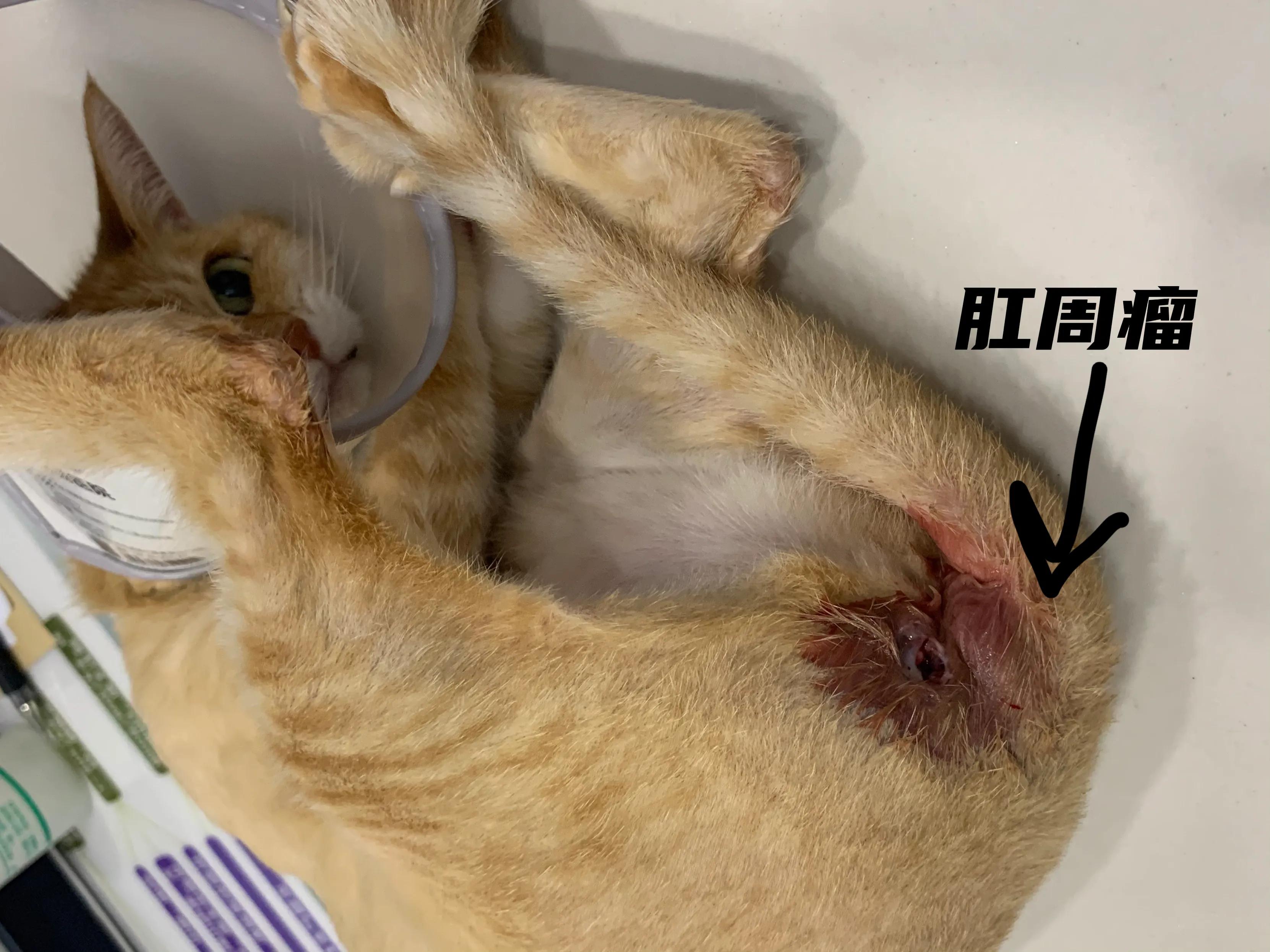 猫肛周脓肿一直流脓怎么办,猫咪肛腺发炎有脓要怎么挤