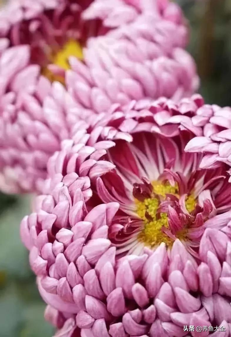 一至十二月的花期,12月到2月份的花期